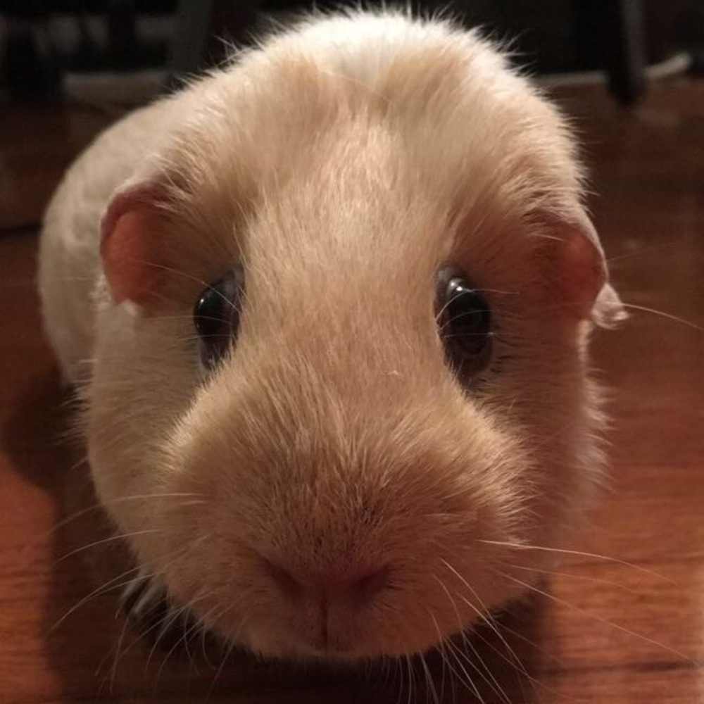 Meet your Posher, Katie